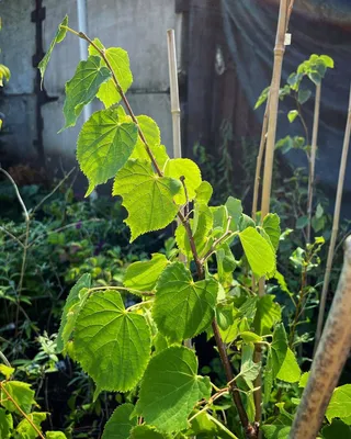 Tilia cordata 'Rancho', Липа сердцевидная 'Ранчо'|landshaft.info