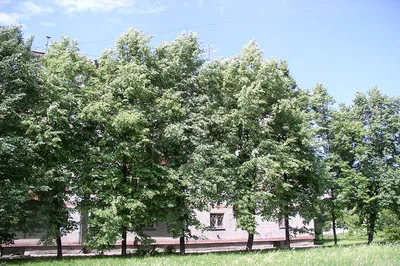 Липа сердцевидная Гринспайер (Tilia cordata Greenspire)