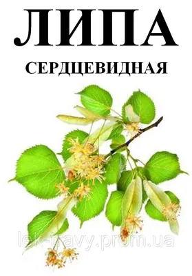 Липа сердцевидная 25 гр