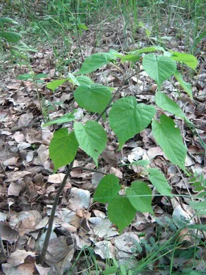 Tilia cordata 'Winter Orange', Липа сердцевидная 'Винтер  Оранж'|landshaft.info