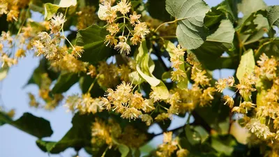 Липовый цвет: какая польза, для чего используется и как собирать