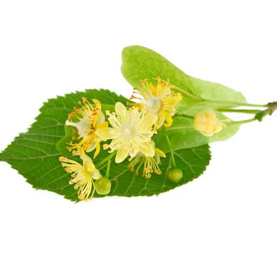 Липа мелколистная (Tilia cordata)