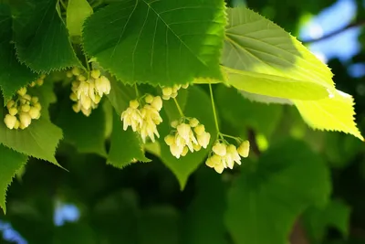 Липы – купить саженцы липы в питомнике «Растения для сада»