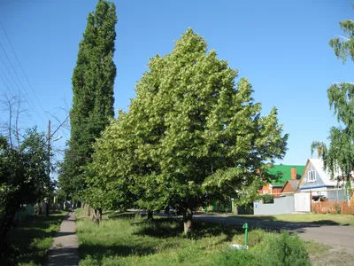 Липа - Tilia. Флора Ульяновской области.