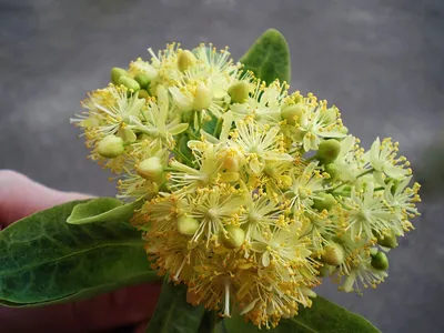 Липа мелколистная (Tilia cordata)