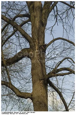 Фотография Липа сердцевидная (Tilia cordata) Деревья весной | Фотобанк  ГеоФото/GeoPhoto | GetImages Group