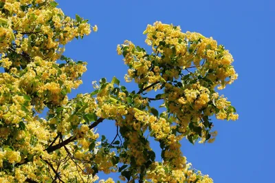 Цветущая Липа Весной Дерево Tilia Cordata В Цвету — стоковые фотографии и  другие картинки Альтернативная медицина - iStock