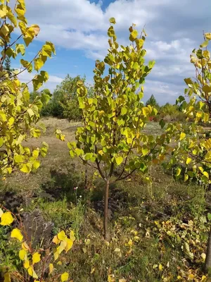 Посадка и уход за липой: полезные советы от Agro-market