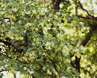 Липа мелколистная (Tilia cordata)