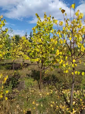 Липа Сибирская от 150 см фото и описание сорта 🌱 купить липа Сибирская от  150 см почтой недорого в Балаково