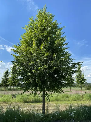 Липа мелколистная (Tilia cordata) - Лиственные растения весна 2024 года -  купить лиственные растения спирея, кизильник, барбарис, лапчатка.