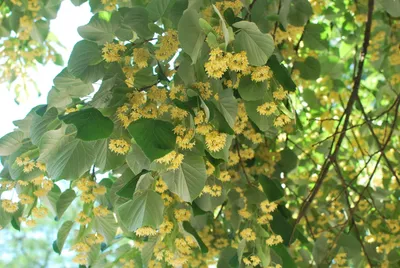 Липа мелколистная