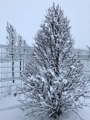 картинки : дерево, природа, филиал, снег, холодно, зима, пеший туризм,  след, поле, Погода, снежно, время года, Племя, Проспект, Променад, Лесистая  местность, Липа, далеко, Зимний, Замораживание, Ulm, Лесная тропинка, Край  леса, Eselsberg, След