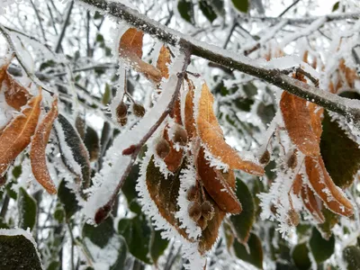 Липа мелколистная \"Винтер Оранж\" (Tilla cordata \"Winter Orange\") - Питомник  и Садовый центр Русские Деревья