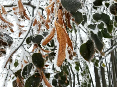 Питомник Савватеевых - Липа мелколистная \"Ранчо\" Tilia cordata 'Rancho' в  полях Тульского отделения \"Питомника Савватеевых\" | Facebook