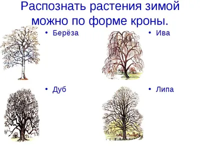 Фотография Замороженной Липы Зимой — стоковые фотографии и другие картинки  Pinaceae - Pinaceae, Абстрактный, Без людей - iStock