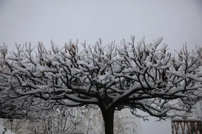 Питомник Савватеевых - Липа крупнолистная \"Ратхаус\" Tilia platyphyllos  'Rathaus' ф. пирамида Высота от 150-175 до 200-250 см, WRB60 и WRB70  Тульское отделение \"Питомника Савватеевых\" | Facebook