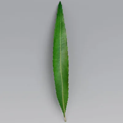 ИВА