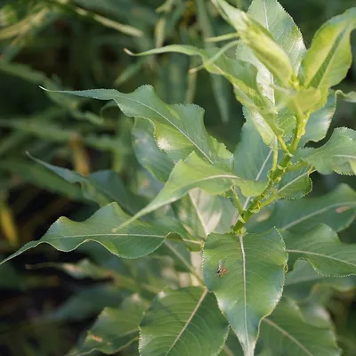 Ива ломкая – дерево и древесина – Salix fragilis