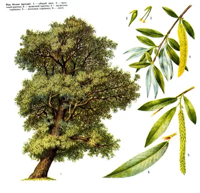 Ива белая – дерево и древесина – Salix alba