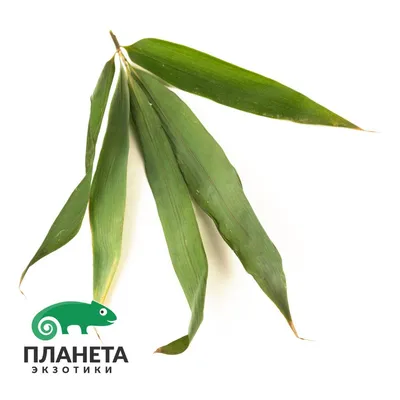 Листья бамбука, соленые, 5*29 см, 1 уп./100 шт., 1 кор./30 шт., ResFOOD,  Китай – ImEx Trade