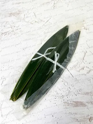 Bamboo Fundal Leaf, бамбук, Листья бамбука, стебель растения png | PNGEgg