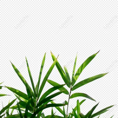 ЛИСТЬЯ БАМБУКА 🌱 очень красивые получились! Глазури опробовала новые 🌱  листики только из обжига #керамикадлядома ✔️ Можно сделать для… | Instagram