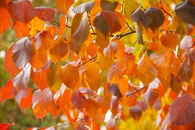 Осенью Листья Опадают Листья Ясеня — стоковые фотографии и другие картинки  Абстрактный - Абстрактный, Без людей, Великобритания - iStock