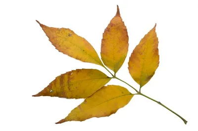 Зелёные листья изменение на красный цвет на дереве белого ясеня осенью  Стоковое Изображение - изображение насчитывающей природа, вал: 197163329