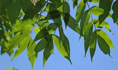Листья тополя падают с ясеня» — создано в Шедевруме