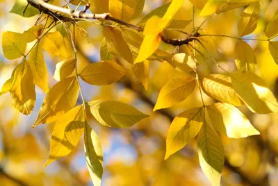 Листья ясеня осенью - 70 фото