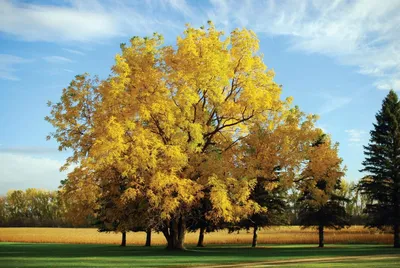 Ясень дерево осенью - 56 фото