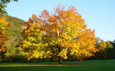 Ясень обыкновенный (Fraxinus excelsior) | Ракита. Питомник растений