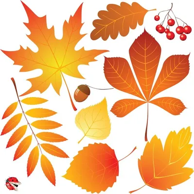 осенний буковый лист с прожилками листьев ясень листья красители бук Фото  Фон И картинка для бесплатной загрузки - Pngtree