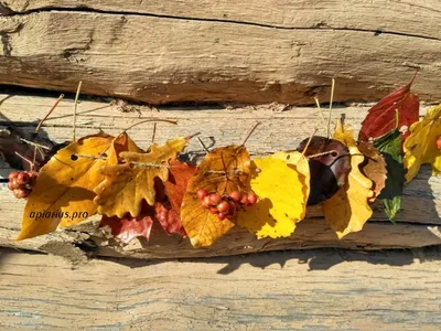 Лист Осеннего Дерева Осенняя Листва Изолированная Векторная Икона Тополь  Береза Векторное изображение ©Seamartini 483410834