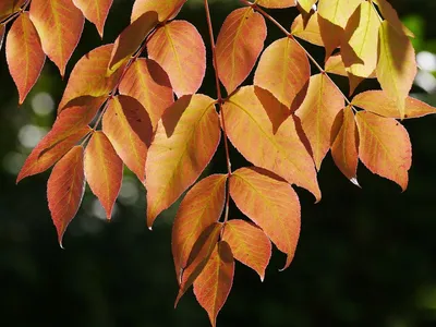 Ясень листья осень (Много фото) - treepics.ru