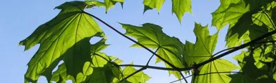 Красивые ярко-желтые и зеленые листья грецкого ореха в осенний солнечный  день на фоне голубого неба прекрасный сезон урожая фон концепции | Премиум  Фото