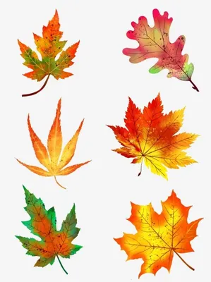 Листья клена осенью фото фото