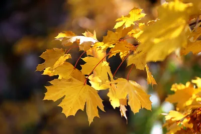 Кленовый лист осенью (53 фото) - 53 фото
