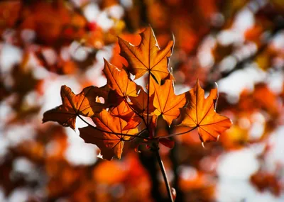 Осенние листья / Желтые листья клена, снятые крупным планом осенью в  Центральном парке в НьюЙорке