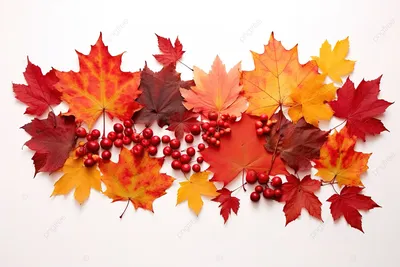Листья клена осенью - Фото #11056 - RuPixel