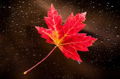 свежие осенние ягоды и листья канадского клена на белом фоне, падение,  время года, высокое разрешение фон картинки и Фото для бесплатной загрузки