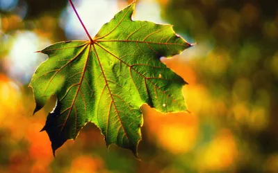 Осенние листья клена - 74 фото