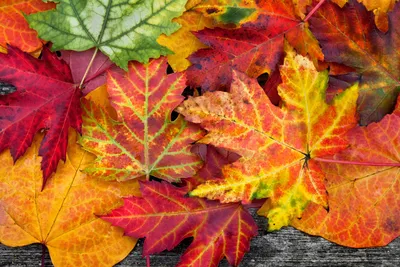Высушенные осенью Multicolor листья клена Стоковое Изображение -  изображение насчитывающей листья, над: 77621779