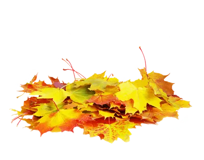 Обои Осень Крупным планом Листья Клён Природа Картинка #431723 Скачать |  Осенние листья, Листья, Природа
