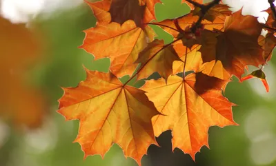 Листья клёна осенью :: Leonid Tabakov – Социальная сеть ФотоКто