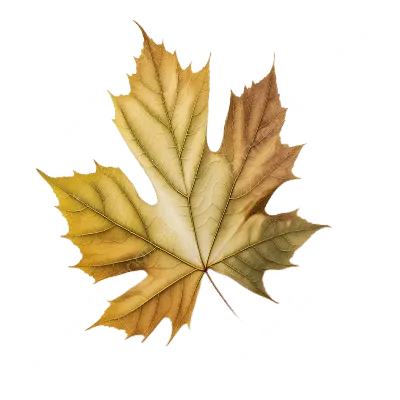 Листья клена, бука, дуба на лесе справляются осенью Стоковое Изображение -  изображение насчитывающей пакостно, деталь: 80311685