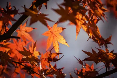 Листья Клена Осенью Начинают Окрашиваться — стоковые фотографии и другие  картинки Без людей - Без людей, Время года, Горизонтальный - iStock