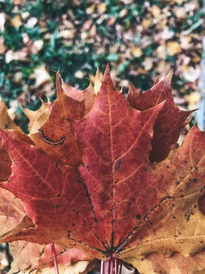 Листья клена осени Multicolor Стоковое Изображение - изображение  насчитывающей много, клен: 79185709