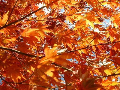 Листья клена после падения поздней осенью Stock Photo | Adobe Stock